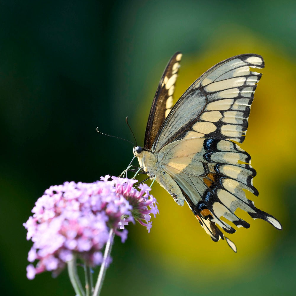 Black swallowtail butterfly on lilac at Topsy Farms