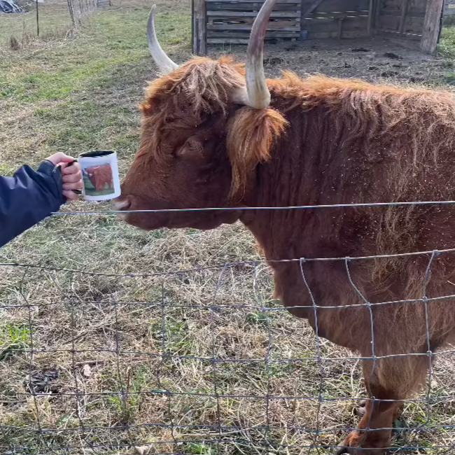 Topsy Farms' highland cow admiring herself on a mug