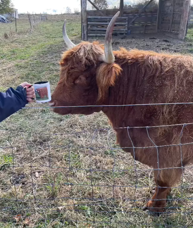 Topsy Farms' highland cow admiring herself on a mug