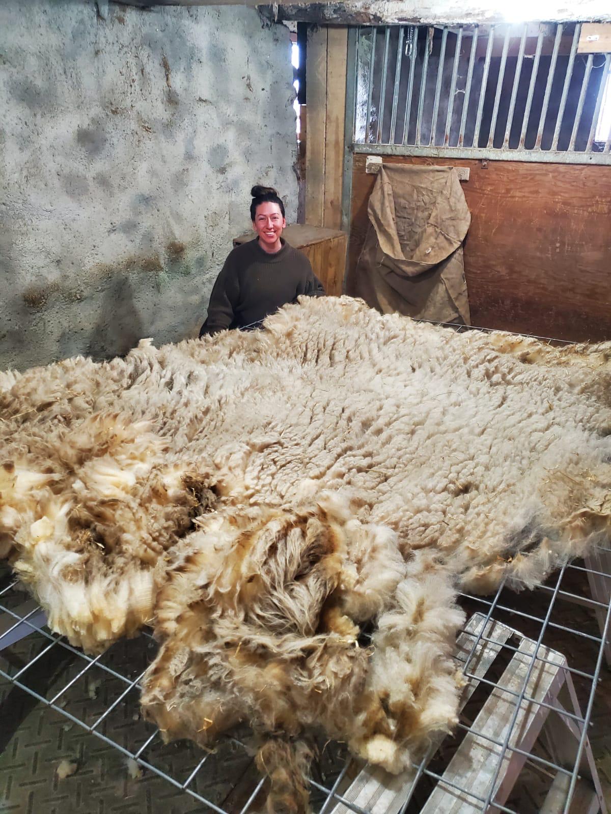 Shearing with Kay 2025 - April 12-13