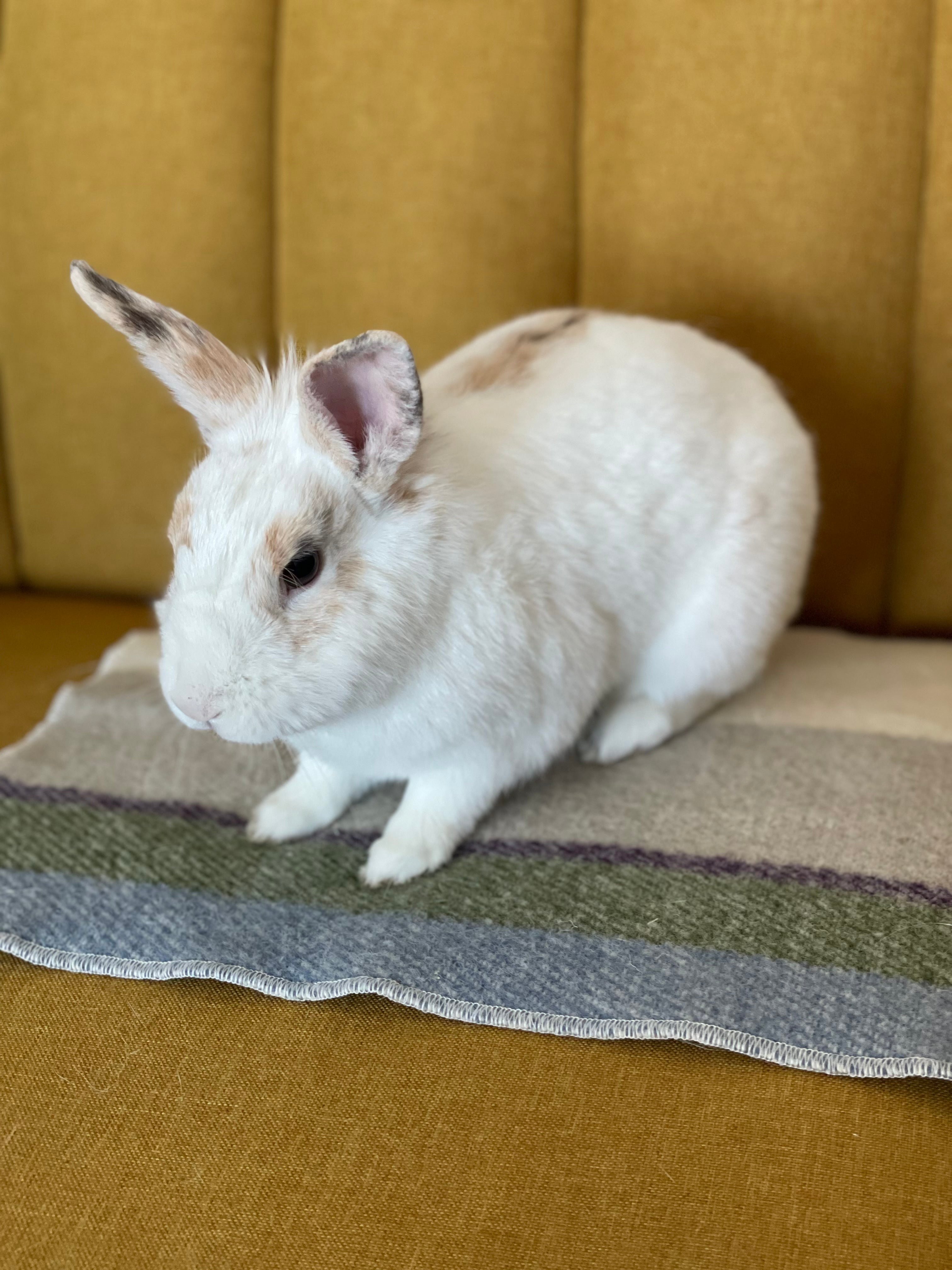 Small white bunny on Topsy Farms' Shoreline wool pet blanket