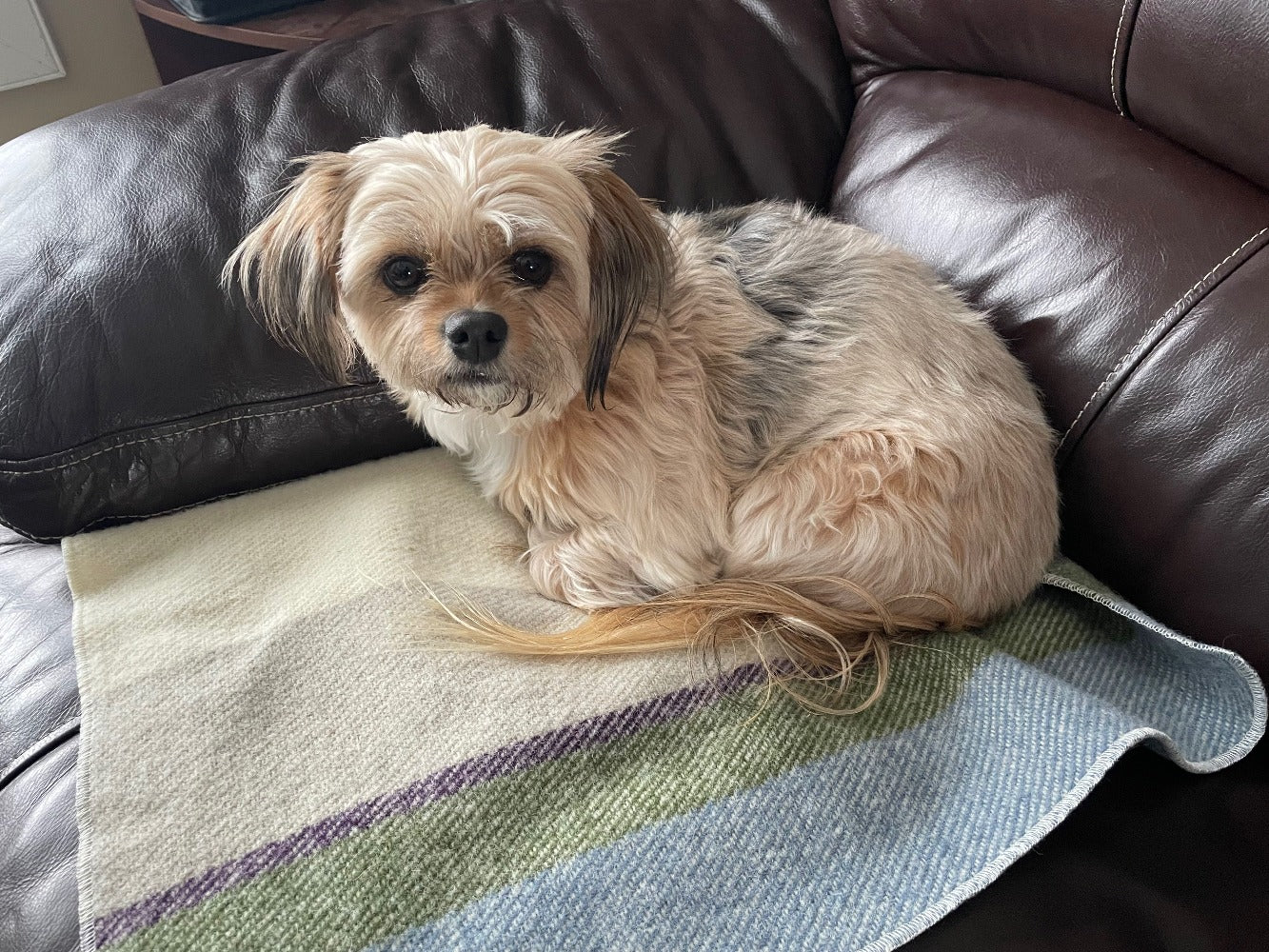 Small dog on Topsy Farms wool blanket